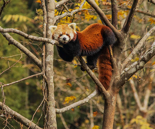 Mission Red Panda and White-Bellied Heron Expedition