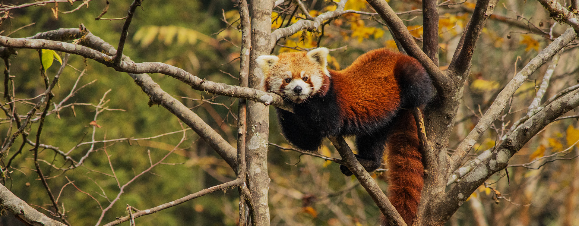 Mission Red Panda and White-Bellied Heron Expedition