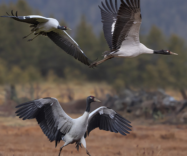 All Bhutan Birding Tour
