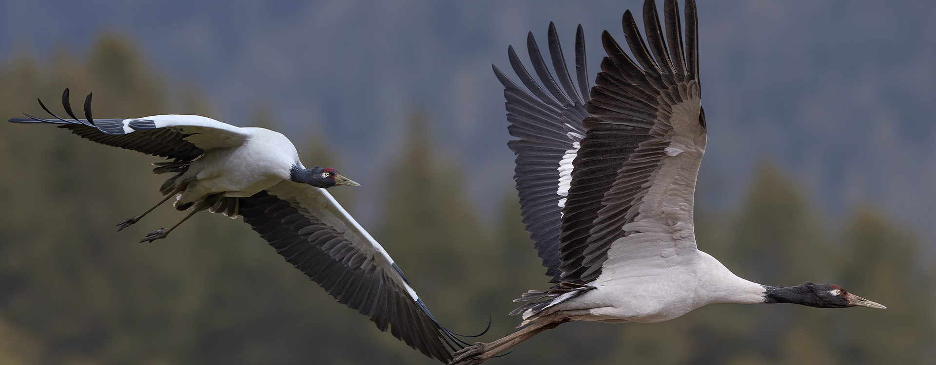 All Bhutan Birding Tour